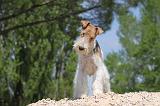 FOX TERRIER 254